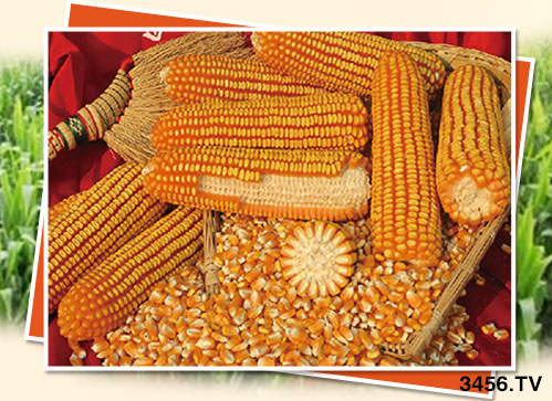 ����ُ�N�����R�����N����ʲô]��������һ�ӵ��x�N���ɣ�