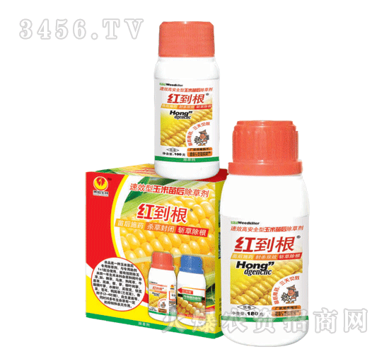 �t�������������݄�