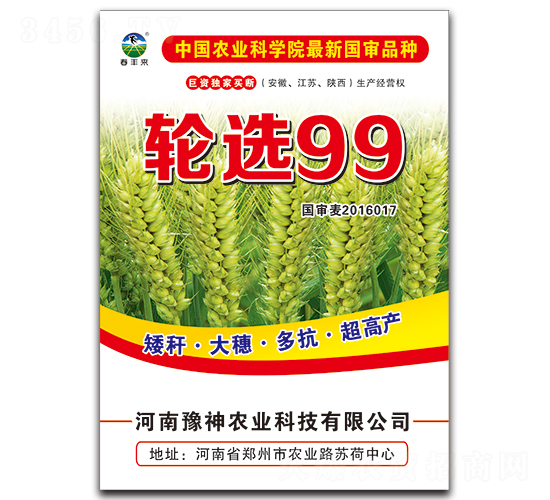 輪選99-小麥種子-豫神農業