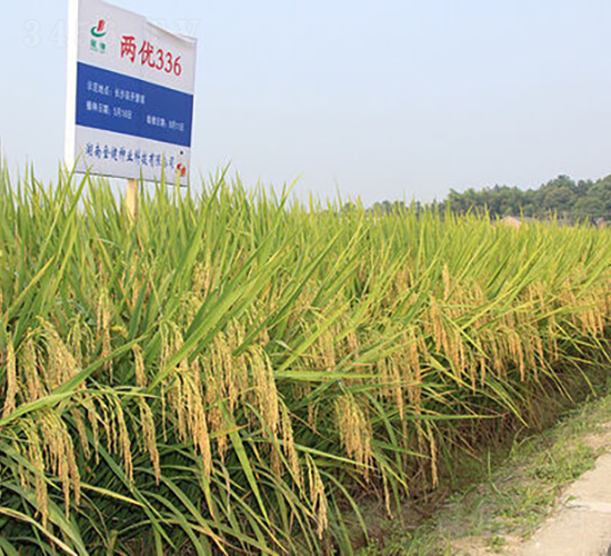 兩優336-水稻種子-金健種業