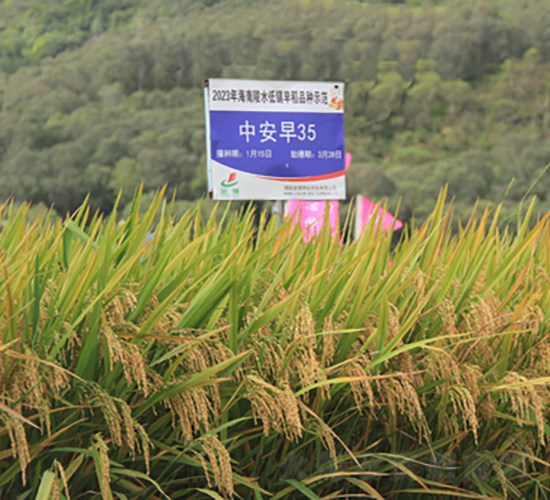 中安早35-水稻種子-金健種業