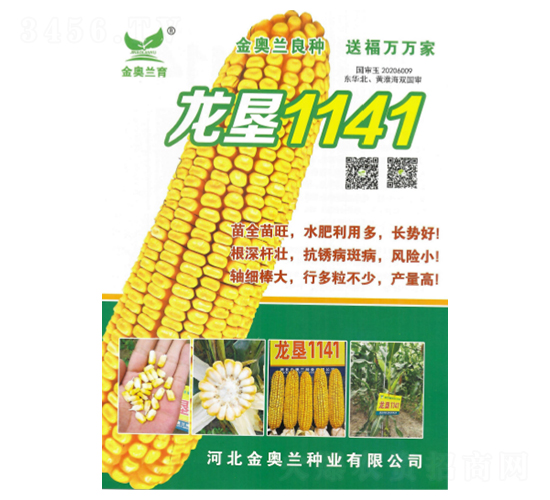 龍墾1141-玉米種子-秦豐種業