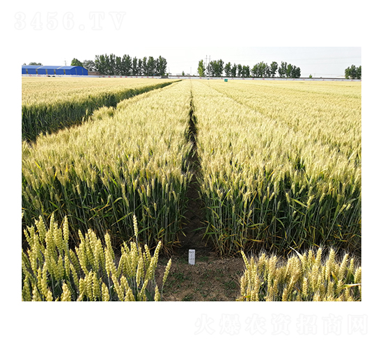 小麥種子-山農37-中農天泰