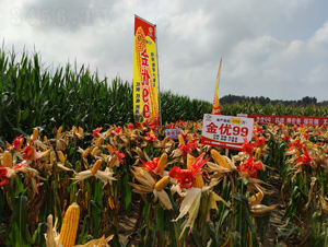 ����99���׷N��Ч���D