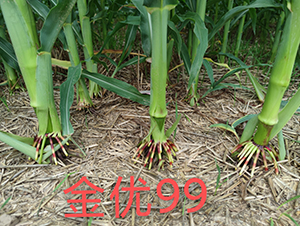 ����99���׸�ϵ