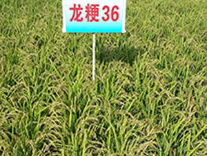 ����36-ˮ���N��-ɏ�R�r(n��ng)�I(y��)