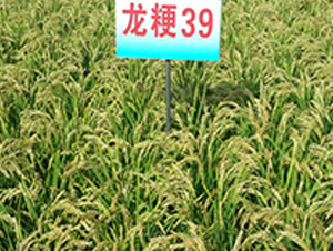 ����39-ˮ���N��-ɏ�R�r(n��ng)�I(y��)