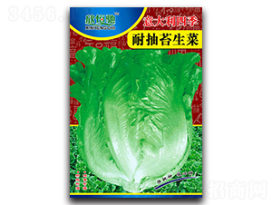 意大利四季耐抽苔-生菜種子-恒馳種業