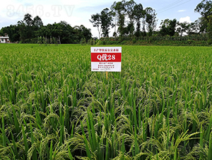 Q��28���߮a���뵾��-ˮ���N��-���r�Ƽ�