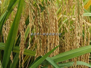 Q��6̖-ˮ���N��-���r�Ƽ�