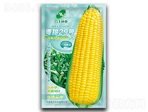 ����29-���׷N��-���S�N�I(y��)