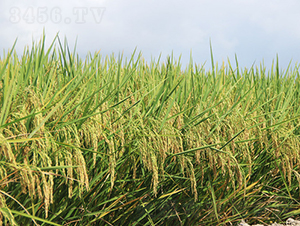 ���マ565-ˮ���N��-�𽡷N�I