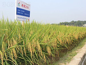 �Ƀ�336-ˮ���N��-�𽡷N�I