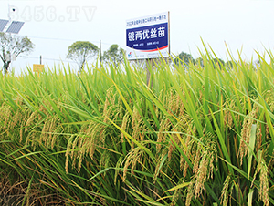 �R�Ƀ��z��-ˮ���N��-�𽡷N�I