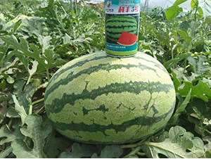 科豐5號-西瓜種子-秦豐種業(yè)