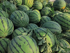 科豐16號-西瓜種子-秦豐種業(yè)